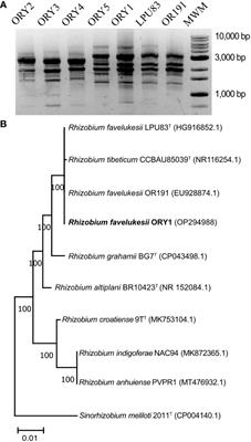Competitiveness and symbiotic efficiency in alfalfa of Rhizobium favelukesii ORY1 strain in which homologous genes of peptidases HrrP and SapA that negatively affect symbiosis were identified